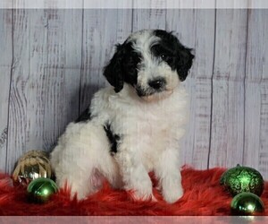 Poodle (Miniature)-Sheepadoodle Mix Puppy for sale in FREDERICKSBG, OH, USA