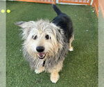 Small Australian Shepherd Mix