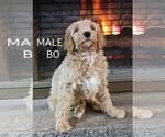 Small Photo #2 Goldendoodle Puppy For Sale in PLAINFIELD, IN, USA