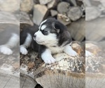 Small #4 Siberian Husky