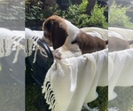 Small #6 Beagle