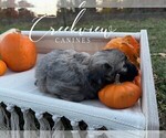 Small Photo #12 Havanese Puppy For Sale in NIANGUA, MO, USA