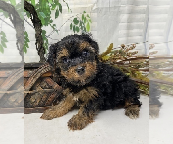 Medium Photo #9 Shorkie Tzu Puppy For Sale in SELLERSBURG, IN, USA