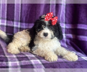 Cavapoo Puppy for sale in LAKELAND, FL, USA