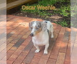 Small #1 Dachshund