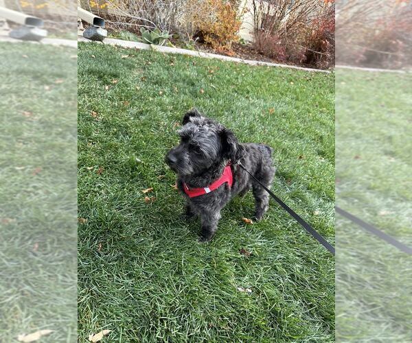 Medium Photo #4 Miniature Schnauzer-Unknown Mix Puppy For Sale in Aurora, CO, USA