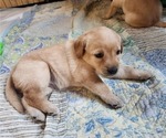 Puppy Flowers Labrador Retriever