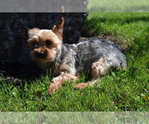 Father of the Yorkshire Terrier-Zuchon Mix puppies born on 09/19/2025