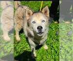Maya - Female Siberian Husky-Unknown Mix Dog for Adoption - Small photo