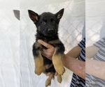 Small Photo #6 German Shepherd Dog Puppy For Sale in GAFFNEY, SC, USA