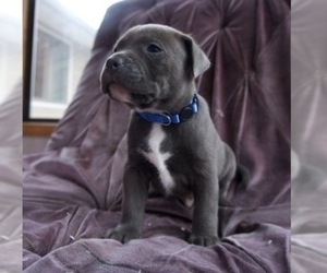 Medium American Pit Bull Terrier