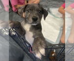 Small #6 Australian Shepherd-Catahoula Leopard Dog Mix