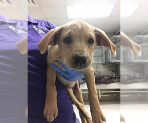 Labrador Retriever Dogs for adoption in Conroe, TX, USA