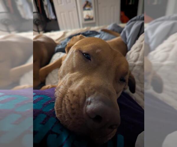 Medium Photo #2 Black Mouth Cur-Chinese Shar-Pei Mix Puppy For Sale in Derwood, MD, USA