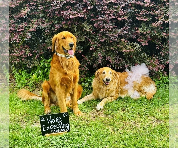 Medium Photo #1 Golden Retriever Puppy For Sale in HAMPSTEAD, NC, USA