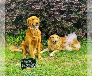 Mother of the Golden Retriever puppies born on 05/26/2025