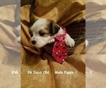 Small Photo #16 Havanese Puppy For Sale in DREXEL, MO, USA