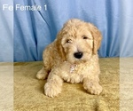 Small Photo #4 Goldendoodle Puppy For Sale in OCALA, FL, USA