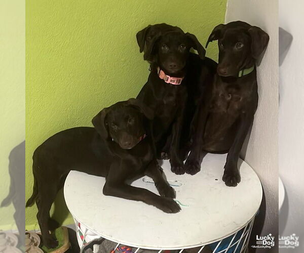 Medium Photo #2 Labrador Retriever-Retriever  Mix Puppy For Sale in Washington, DC, USA