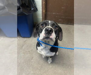 Border Collie-English Setter Mix Dogs for adoption in Stockton, CA, USA