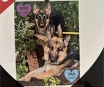 Small Photo #40 German Shepherd Dog Puppy For Sale in WINONA, MN, USA