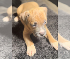 American Bully Litter for sale in RICHMOND, VA, USA
