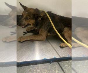 Australian Cattle Dog Dogs for adoption in Bakersfield, CA, USA