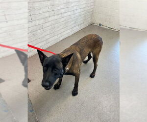 Mutt Dogs for adoption in San Bernardino, CA, USA