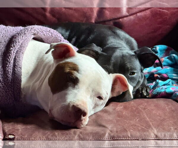 Medium Photo #4 American Pit Bull Terrier Puppy For Sale in La Vergne, TN, USA