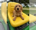 Puppy AKC Ben Golden Retriever