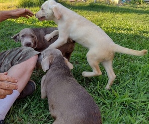 Labrador Retriever Puppy for sale in MOUNT OLIVE, NC, USA