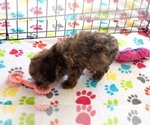 Small #5 Poodle (Toy)