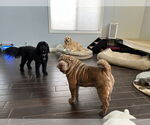 Small #2 Chinese Shar-Pei