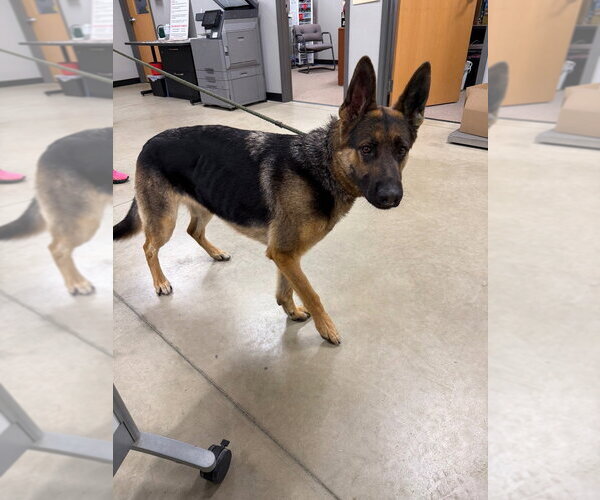 Medium Photo #4 German Shepherd Dog Puppy For Sale in Pierceton , IN, USA