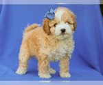 Small #2 Cavapoo (Miniature)