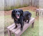 Small #3 Colonial Cocker Spaniel-Retriever  Mix