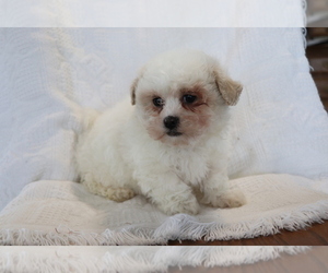 Zuchon Puppy for sale in SHILOH, OH, USA