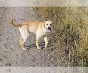 Medium Labrador Retriever