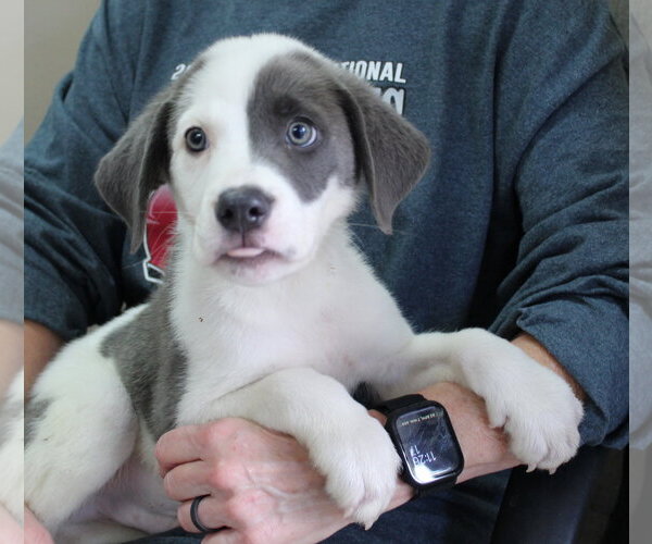 Medium Photo #1 Great Pyrenees-Unknown Mix Puppy For Sale in Prattville, AL, USA