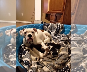 American Pit Bull Terrier-Olde English Bulldogge Mix Puppy for sale in KILLEN, AL, USA