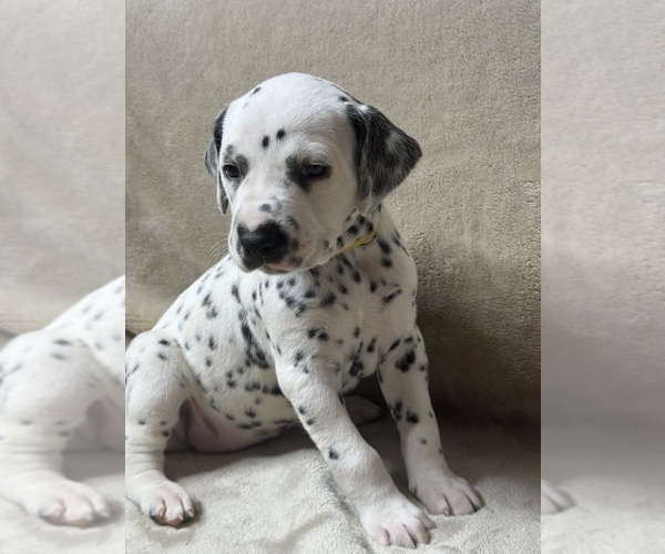 Medium Photo #3 Dalmatian Puppy For Sale in FORT WORTH, TX, USA