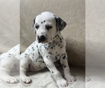 Small #2 Dalmatian
