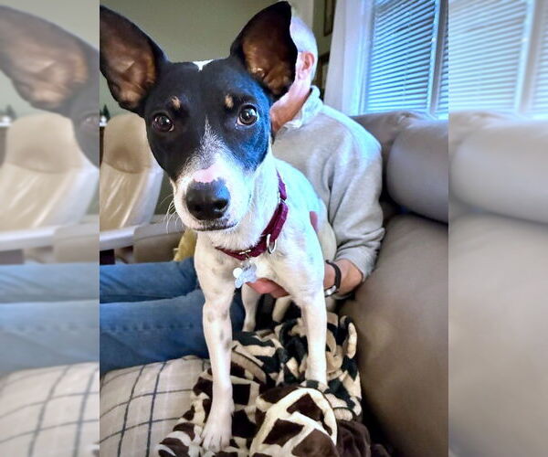 Medium Photo #4 Rat Terrier-Unknown Mix Puppy For Sale in Atlanta, GA, USA