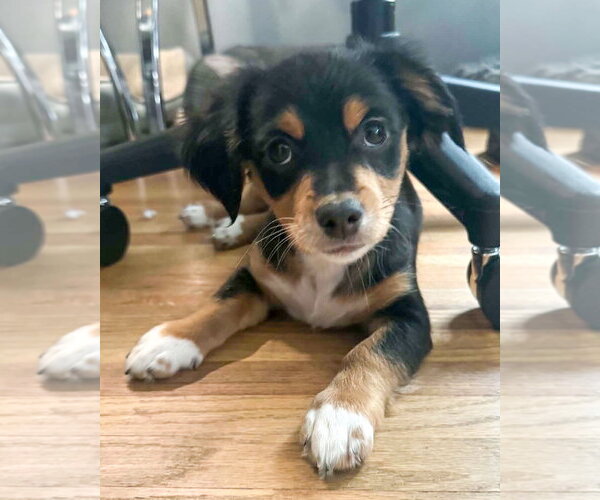 Medium Photo #2 Chihuahua-Colonial Cocker Spaniel Mix Puppy For Sale in Corona, CA, USA