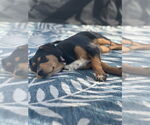 Small #1 Beagle Mix