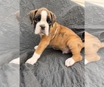 Small Photo #2 Boxer Puppy For Sale in EUGENE, OR, USA