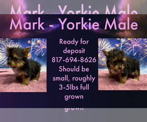 Yorkshire Terrier Puppy for sale in AZLE, TX, USA