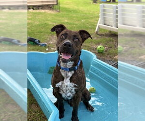 *DONKEY - Male Staffordshire Bull Terrier Dog for Adoption - Photo #4