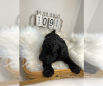 Small #5 Labradoodle