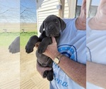 Small #1 Cane Corso